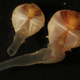Xylophaga, a kind of mollusk